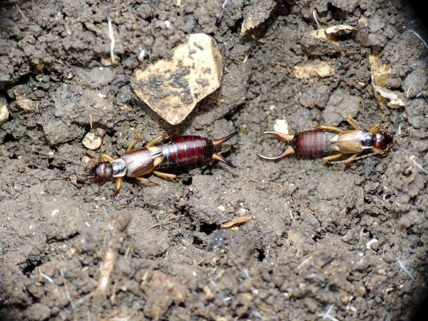 Cuore di mamma: Forficula auricularia